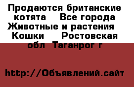 Продаются британские котята  - Все города Животные и растения » Кошки   . Ростовская обл.,Таганрог г.